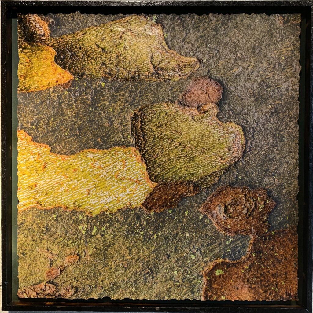 Embellished photograph From the 'Study of The London Plane Tree' series.
Frame burned with shou sugi ban technique by Hopeton St.Clair.